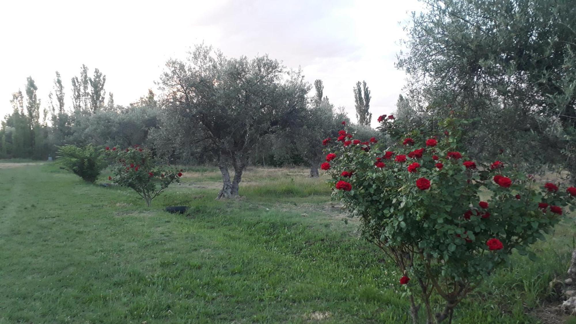 Casa De Campo Las Olivas San Rafael  Εξωτερικό φωτογραφία